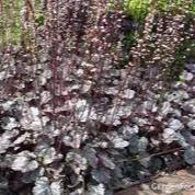 Heuchera Mulberry - Herbaceous - Windyridge Garden Centre