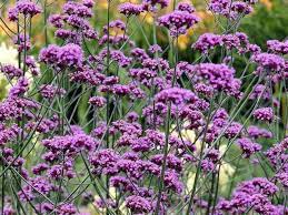 VERBENA bon. Lollipop