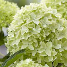 Hydrangea pan. Whitelight  5 Ltr pot