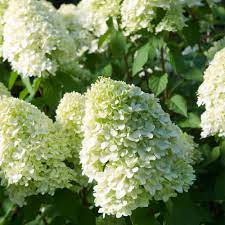 Hydrangea Pan. Limelight  3 Ltr Pot - Shrubs - Windyridge Garden Centre