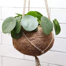Kokodama Pilea  15 cm string pot
