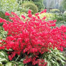 Euonymus Alatus Compactus  30-40 Cm C3.5 - Shrubs - Windyridge Garden Centre