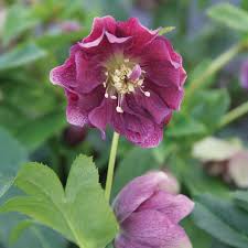 Helleborus Frostkiss Vibey Velvet - Herbaceous - Windyridge Garden Centre