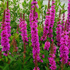 Lythrum Sal. Robert - Herbaceous - Windyridge Garden Centre