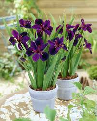 Louisiana Iris Black Gamecock (18cm Pot)