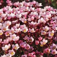 Saxifraga Pixi Appleblossom - Herbaceous - Windyridge Garden Centre