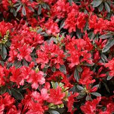 Azalea (J) Hot Shot Variegata - Shrubs - Windyridge Garden Centre