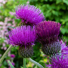 Cirsium Riv. Trevors Blue Wonder - Herbaceous - Windyridge Garden Centre