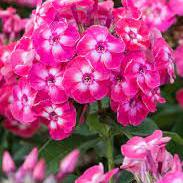 Phlox Famous Coral