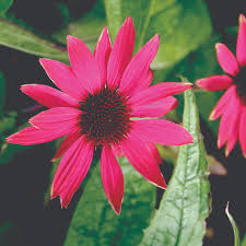 Echinacea p. Pow Wow Wild Berry