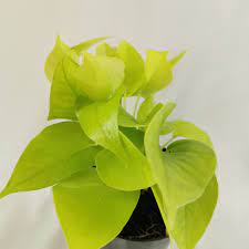 Devils Ivy (Epipremnum Pinnatum Golden Pothos)
