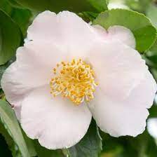 Camellia Jap. Winter Perfume Pink - Shrubs - Windyridge Garden Centre