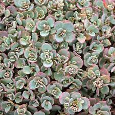 Sedum Cauticola Coca Cola - Herbaceous - Windyridge Garden Centre