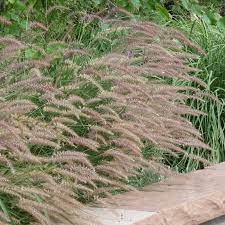 Fountaingrasses-Pennisetum-Karley-Rose-Plant