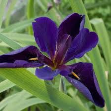 Iris louisiana Black Gamecock