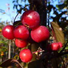 MALUS SCARLETTA