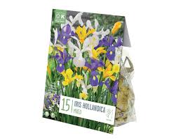 IRIS HOLLANDICA MIXED COLOURS X 15