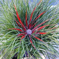 FASCICULARIA BICOLOR