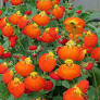 Calceolaria Orange