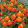 Calceolaria Calynopsisã‚Â® Orange - Herbaceous - Windyridge Garden Centre