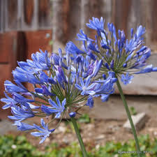Agapanthus Amourette Blue - Herbaceous - Windyridge Garden Centre