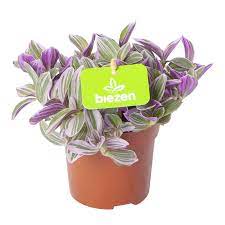 Silver Inch Plant Tradescanthia Zebrina (10.5cm Pot)