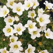 Saxifraga White 3 Ltr - Herbaceous - Windyridge Garden Centre