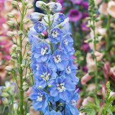 Delphinium Mf Sky Blue White Bee 3 Ltr - Herbaceous - Windyridge Garden Centre