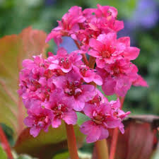 BERGENIA Abendglut