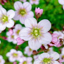 Saxifraga Pixi Appleblossom (2Ltr Pot)