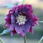 Helleborus Viv Luisa - Herbaceous - Windyridge Garden Centre