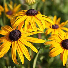 Black Eyed Susan Rudbeckia In Varieties (3Ltr Pot)