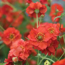 Avens-(Geum-Fiery-Tempest)-Plant