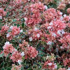 Abelia Grand. Magic Daydream  2 Ltr Pot - Shrubs - Windyridge Garden Centre
