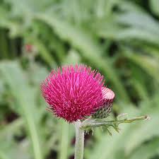 Cirsium Riv. 'Atropurpureum' - Herbaceous - Windyridge Garden Centre