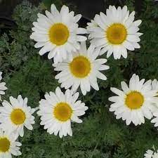 Anthemis Tinpenny Sparkle