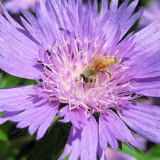 Stokesia Mega Mels - Herbaceous - Windyridge Garden Centre