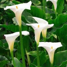Zantedeschia aet. Snowwhite 3L