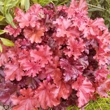 Heuchera Boysenberry - Herbaceous - Windyridge Garden Centre