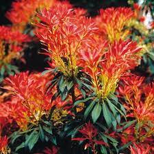Pieris Forest Flame