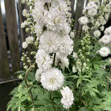 Delphinium  Highlander Samba - Herbaceous - Windyridge Garden Centre