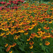 HELENIUM Sahins Early Flowerer