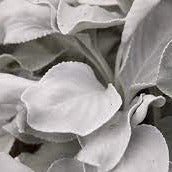 SENECIO ANGEL WINGS 3Ltr
