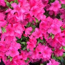 Azalea Anne Frank  30-35Cm- Shrubs - Windy Ridge Garden Centre