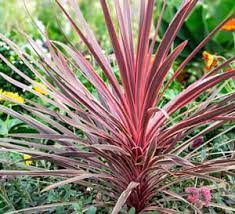 Cordyline-Australis-Charlies-Boy-Plant