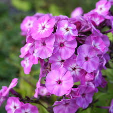 Phlox Famous Light Purple