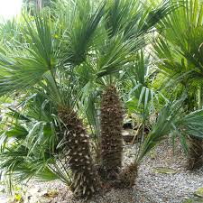 Chamaerops humilis