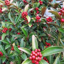 Skimmia J. Reev Janne - Shrubs - Windyridge Garden Centre