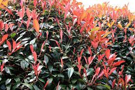 PHOTINIA SERR. 'RED ROBIN' CLT 70 H 125 - 150 CM