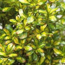 Coprosma Lemon & Lime - Shrubs - Windyridge Garden Centre